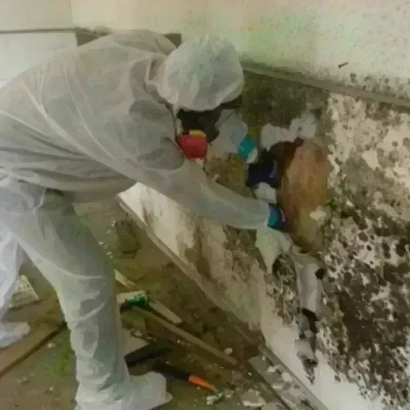 Mold Remediation and Removal in Dulce, NM